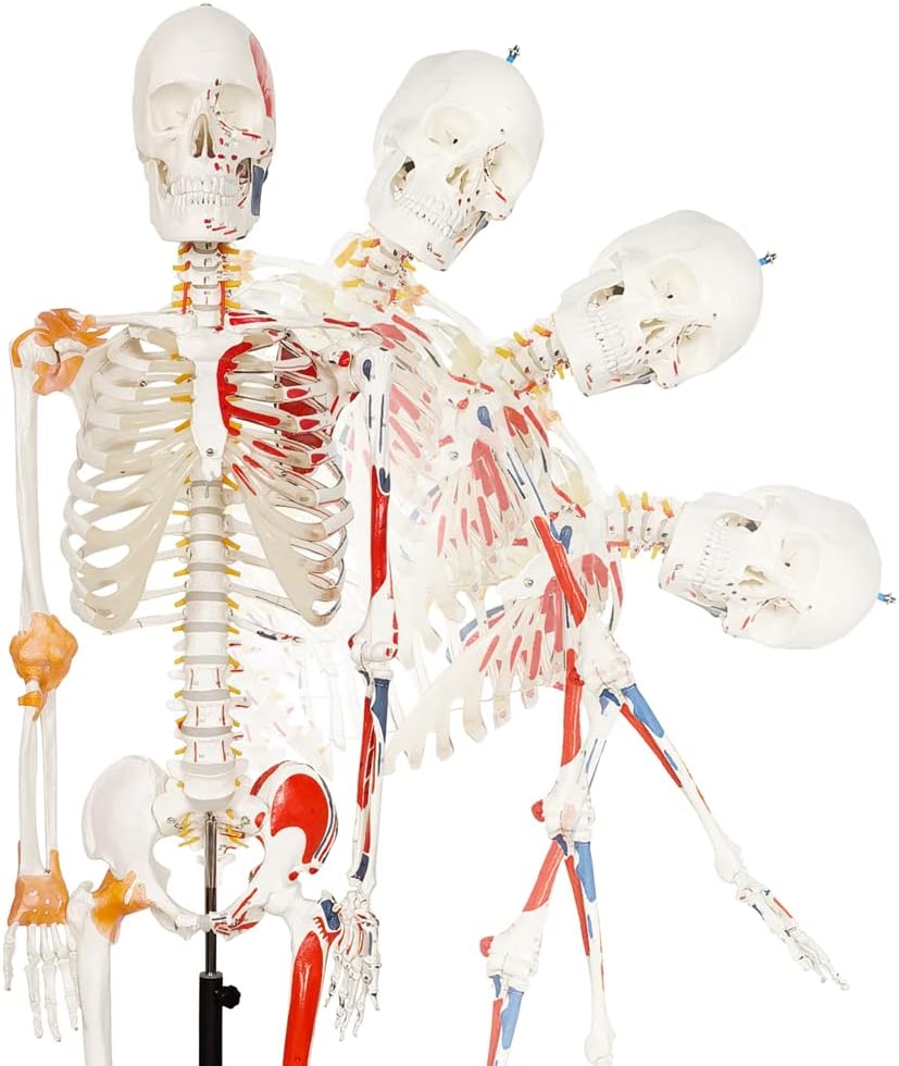 NEW HORIZON Human Skeleton Model