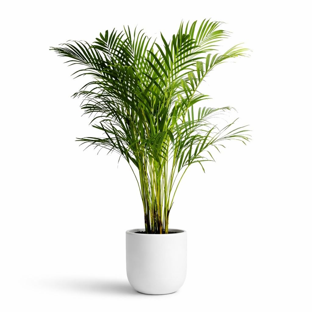 Areca Palm Live Houseplant Indoor Air Purifier Decorative Palm Plant Easy Grow Oxygen Indoor Plant for Home Office Living Room Decor-picture-24