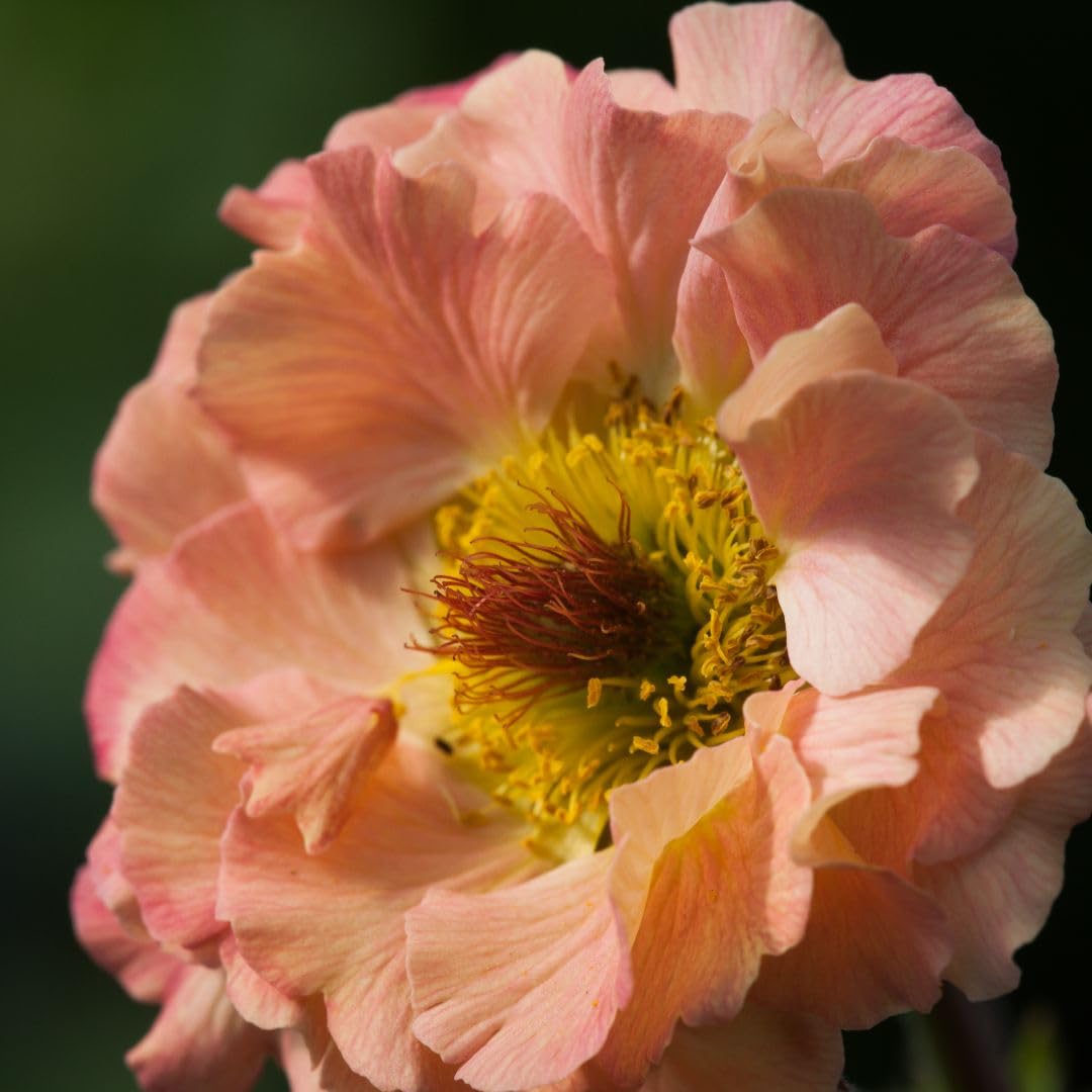 Geum ‘Mai Tai’ | Hardy Perennial Flower | Apricot-Orange Ruffled Blooms | Long-Flowering Summer Border & Cutting Plant | Low-Maintenance Garden Plant 9cm Pot x3 By Thompson & Morgan