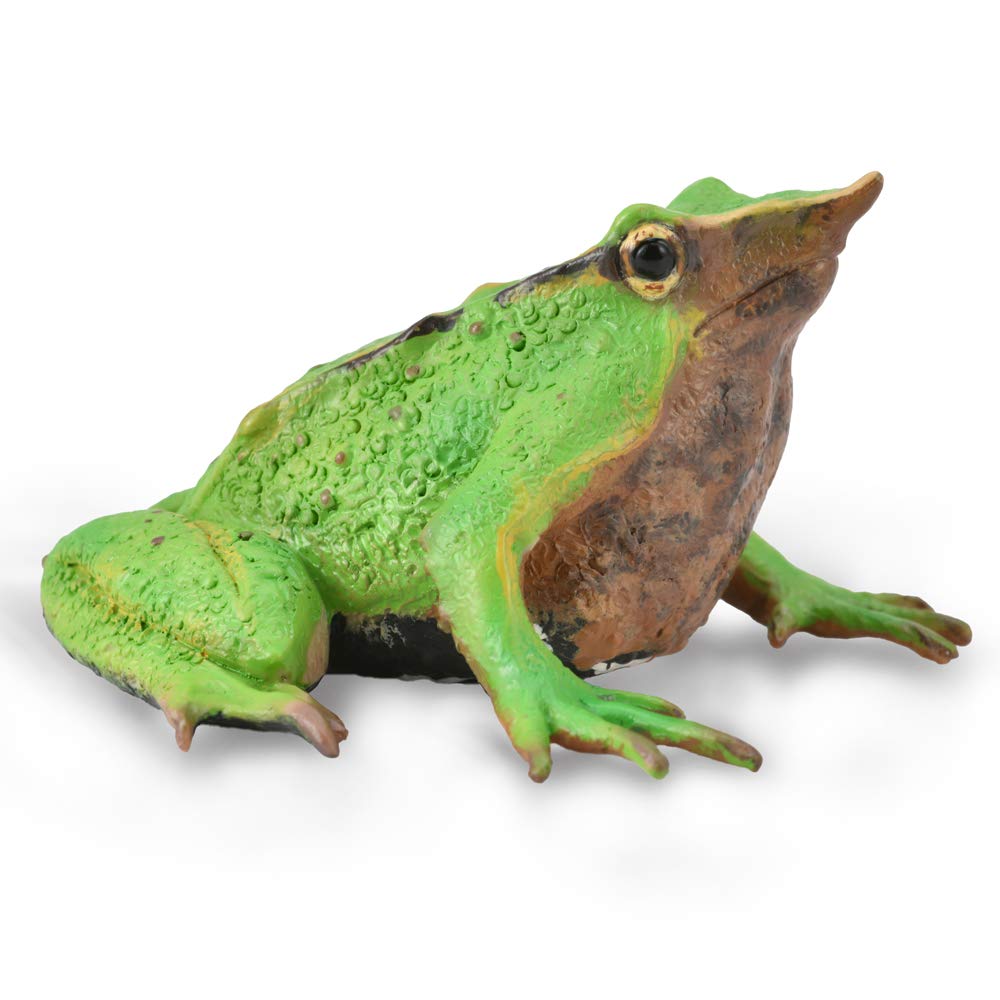 CollectA Darwin-Frosch Figur – Maßstabsgetreu, Handbemalt, Aus Hochwertigem Material, Pädagogisch Wertvoll