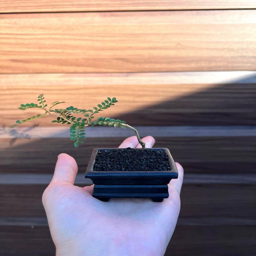 hannspree キリン ぬいぐるみ アナログテレビ ハンスプリー