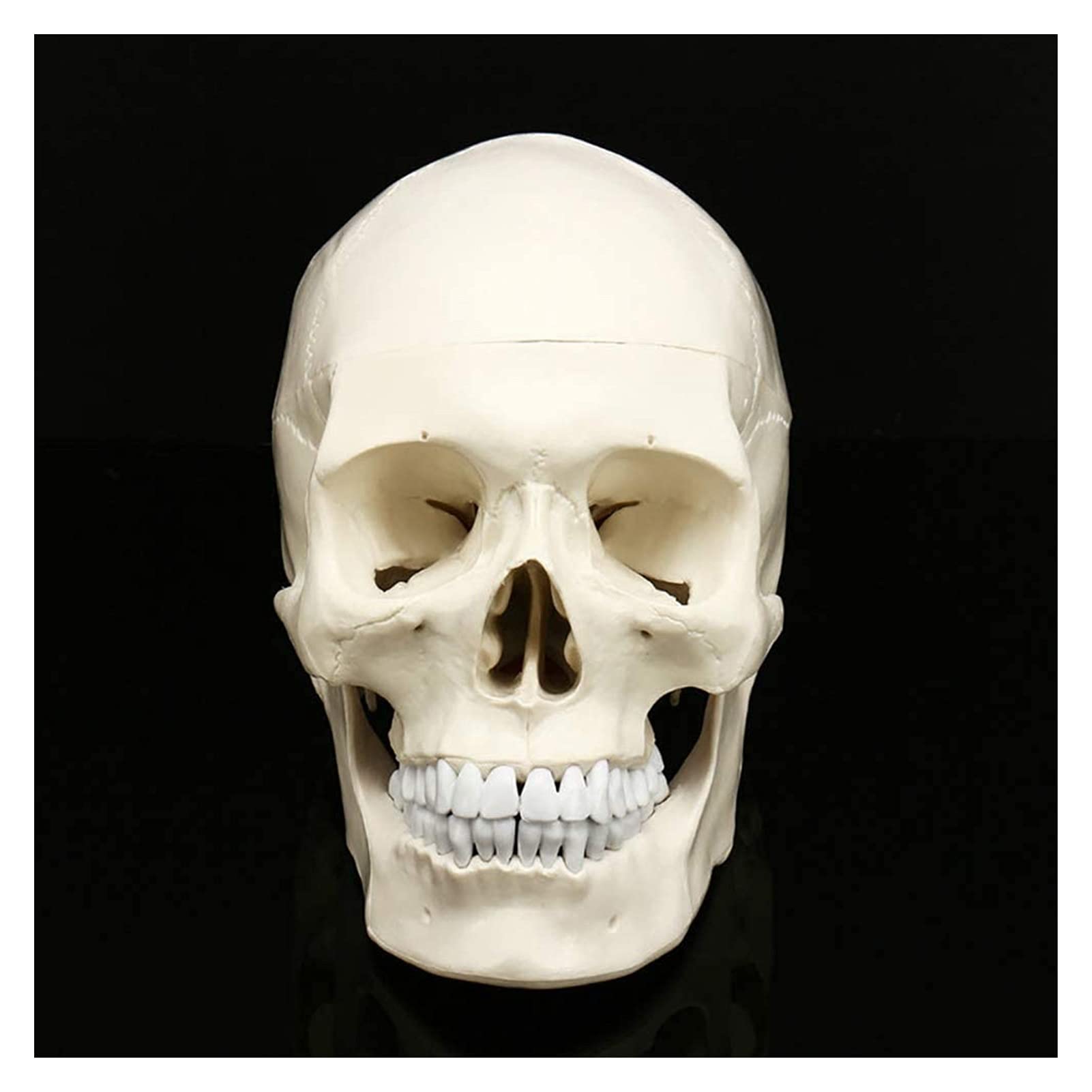 Modelo anatómico Modelo cráneo Modelo anatómico Humano Medicina Cráneo Anatomía Humana Anatomía Estudio del Modelo Esqueleto