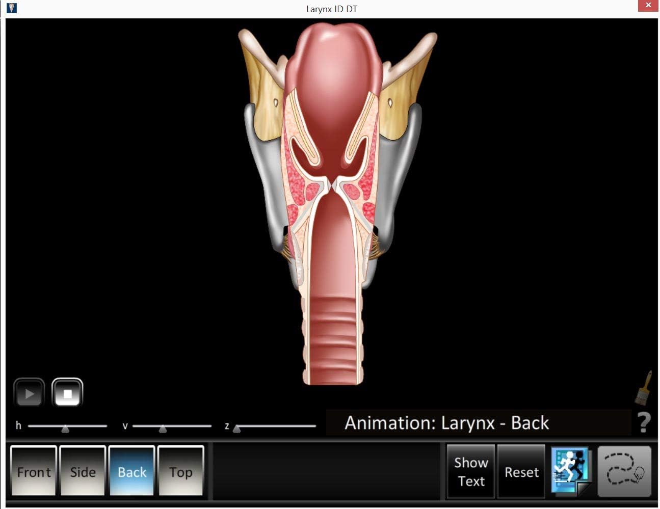 Vocal Parts Insert Clipboard with Larynx and Vocal fold Animation Software