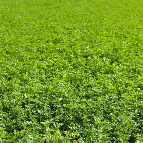 Mountain Valley Seed Co Non-GMO Alfalfa Seeds 1 Lbs High Germination