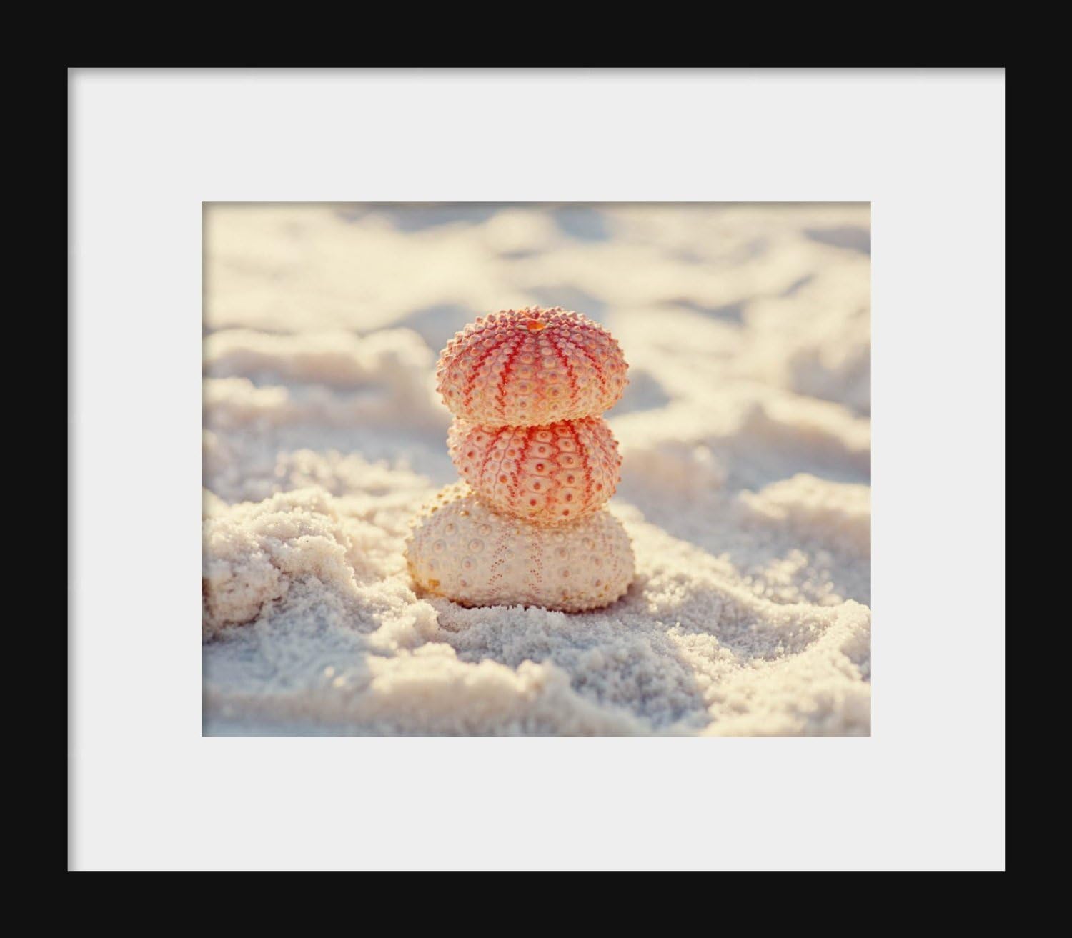 Three Sea Urchins Beach Fine Art Photography Print Cottage Living Room Wall Art Nature Photograph