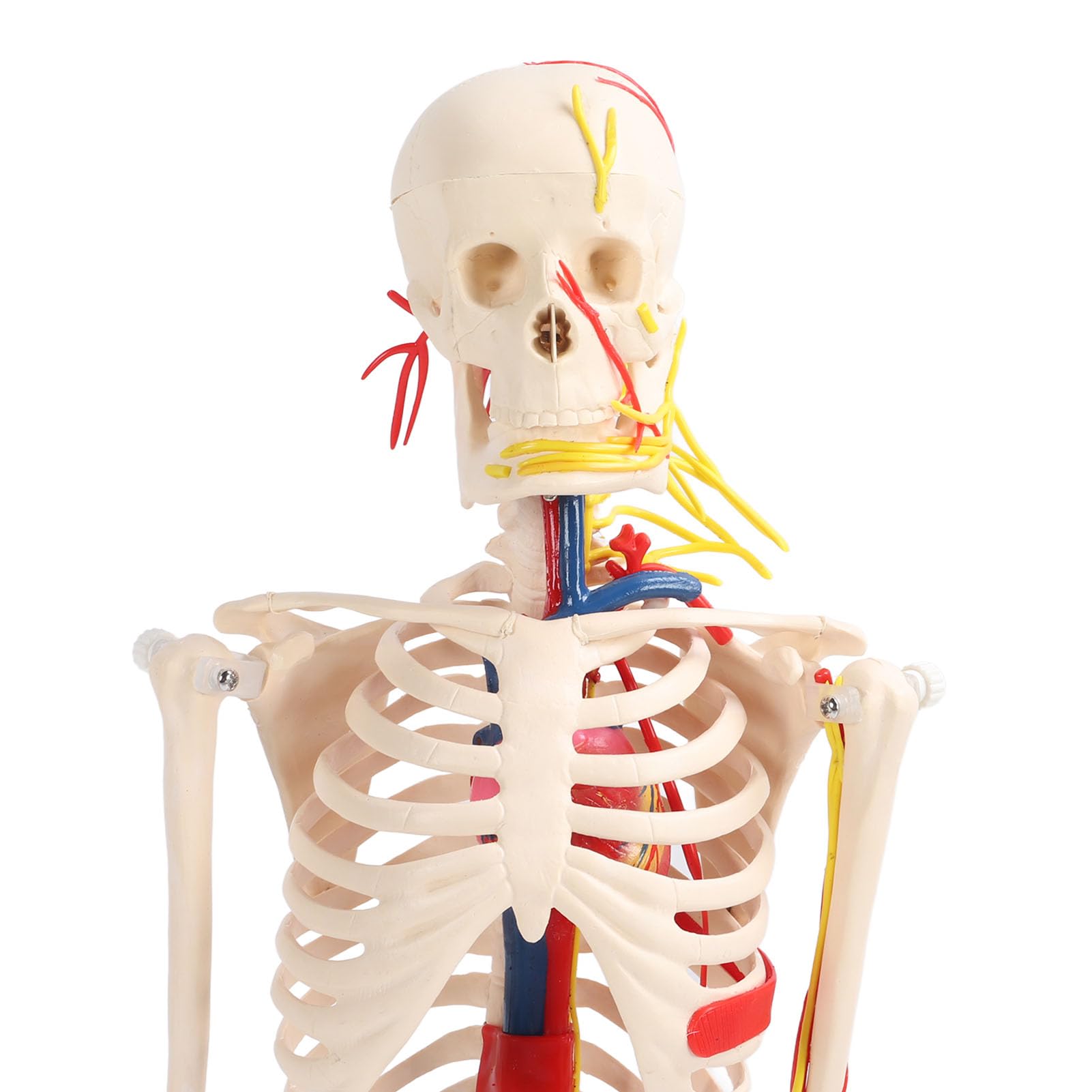 FTVOGUE Esqueleto Humano Ensamblar Modelo PVC Anatomía Esqueleto Modelo