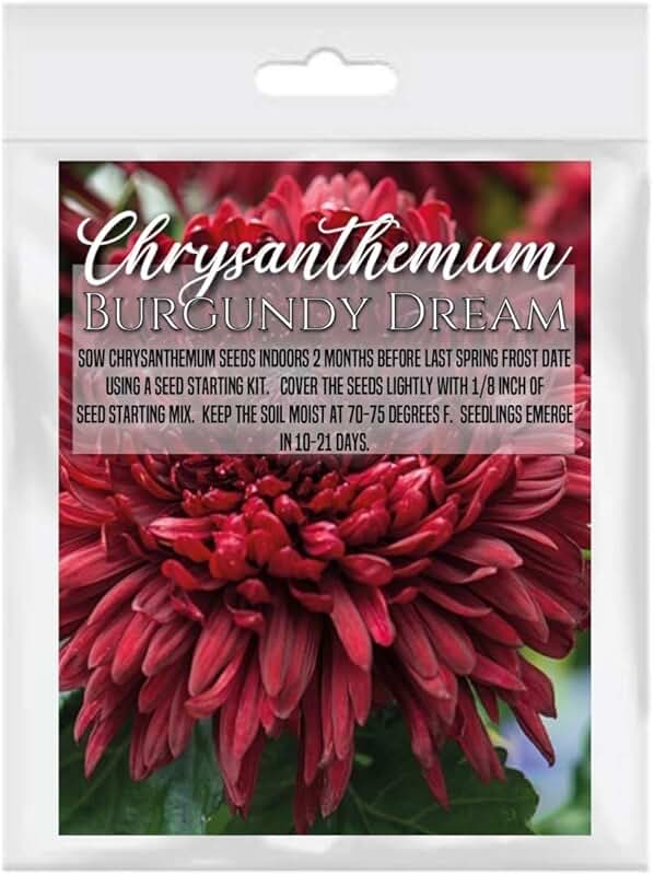 chrysanthemum seeds