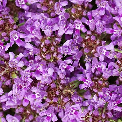 Buy Utopia Creeping Thyme Ground Cover Drought Resistant