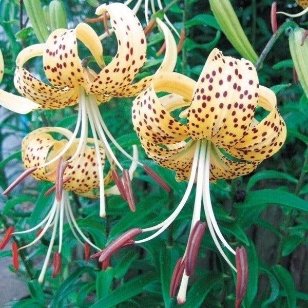 信州産　黄色の百合球根(子球付き♪ 楽天市場】ユリ 球根（カラーイエロー）の通販