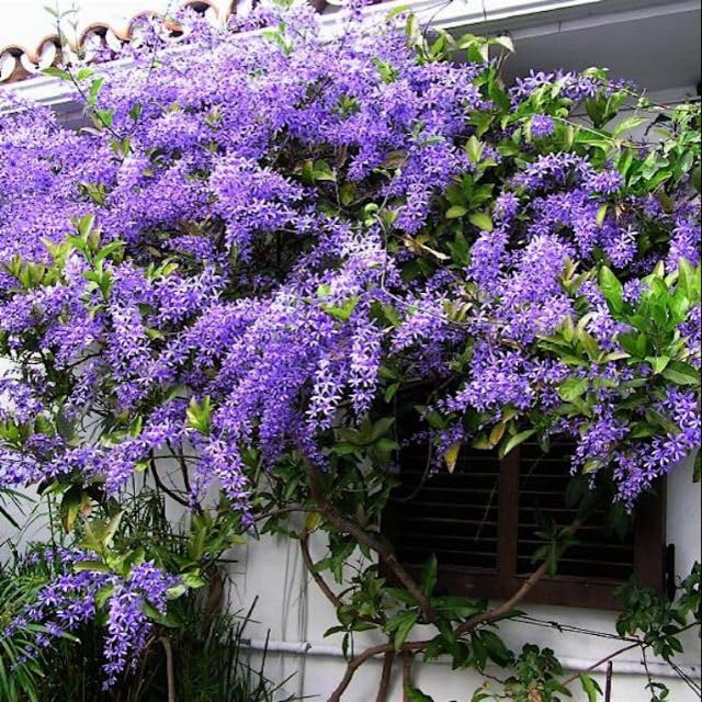 See full amazon price history chart for Purple wreath Nilmani lata Petrea volubilis Nilmanilata Live Plant Purple wreath Nilmani lata Petrea volubilis Nilmanilata Live Plant (B0CZF7TJ8C) Amazon Price History, Amazon Price Tracker