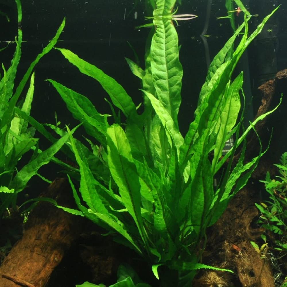 AquaOne Piante per acquario, 3 piante nutrite XL, pianta madre per acquario, ecinodorus Grisebachii Microsorum pteropus Hygrophila corymbosa I Set con 3 piante acquatiche