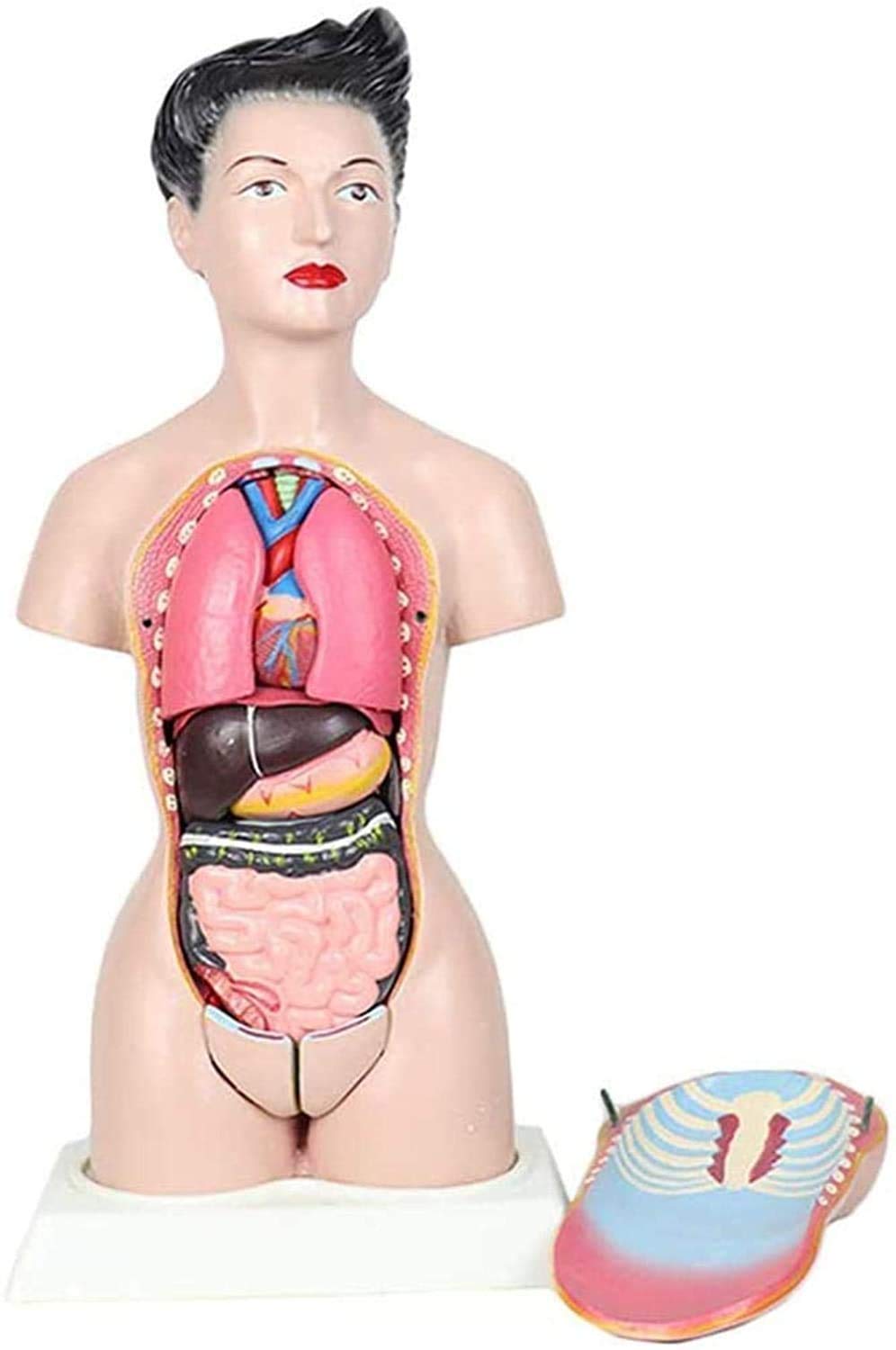 Médico del Modelo y de formación Manual de Modelos juegan 45cm Busto Femenino órganos Modelo de anatomía Humana y Partes de la anatomía del Cuerpo de Las niñas, la Pintura Moderna, 45cm,r...