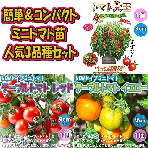 Amazon Co Jp 場所いらず楽々栽培 コンパクトトマト苗 3品種セット 野菜苗 9cmポット自根苗 3品種各1個合計3個セット セット品種 トマト大王 テーブルトマト赤実 テーブルトマト黄色実 セット番号 5 Diy 工具 ガーデン