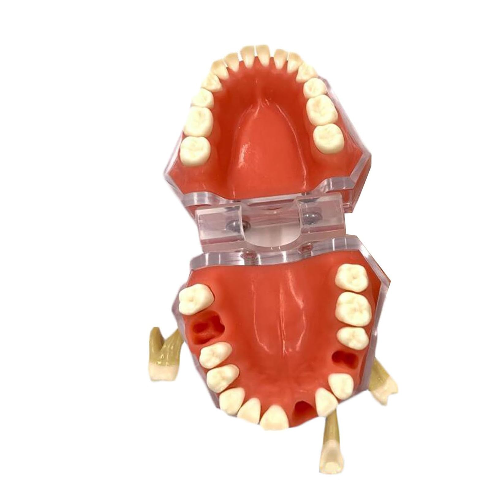 Dentystyczny model demonstracyjny zębów dla dorosłych, standardowy model jamy ustnej dla dorosłych z 28 wyjmowanymi zębami, narzędzie do nauki higieny jamy ustnej