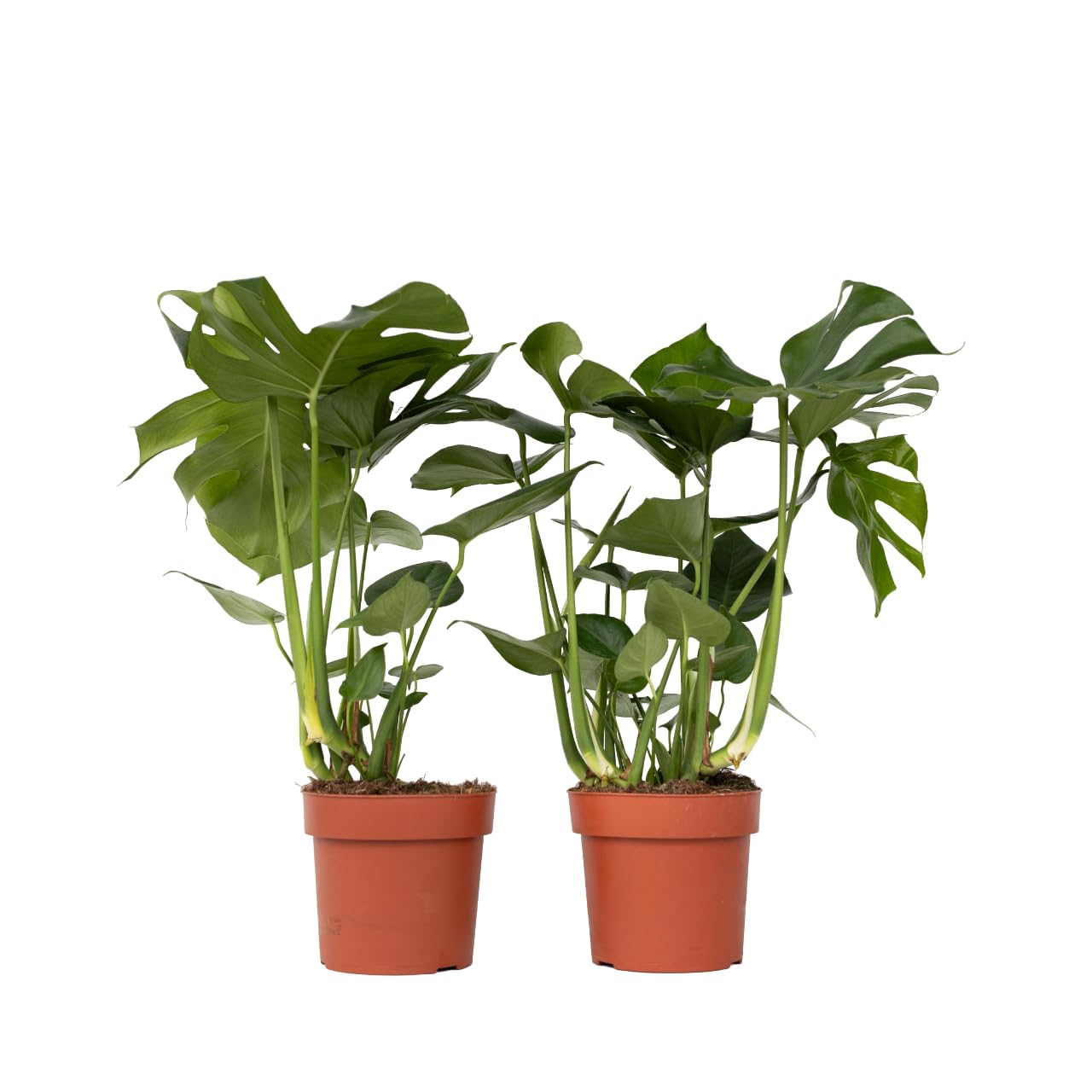 Plant in a Box - Monstera Deliciosa - Set de 2 - Planta con agujero - Maceta 21cm - Altura 70-80cm - Planta de interior