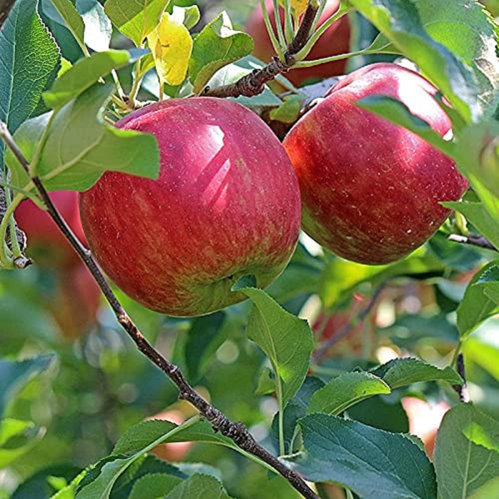 IXORA Apple Early Fuji Low Chill Variety Grafted Seb Fruit Live Plants & Tree(1.5-3 Feet Size) (B0BM4TK3DV) Amazon Price History, Amazon Price Tracker