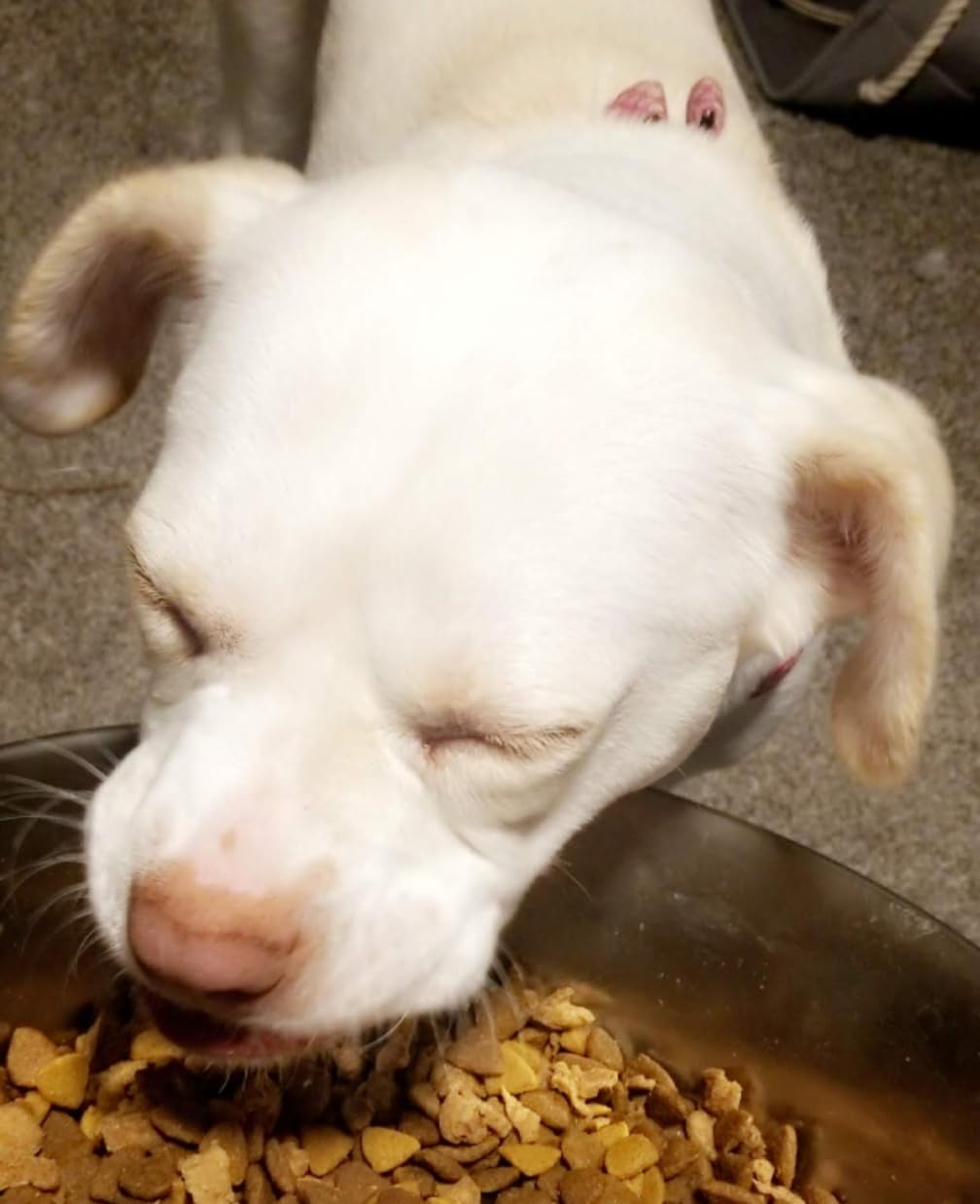 Purina ONE Dry Dog Food Lamb and Rice Formula - 40 lb. Bag photo review