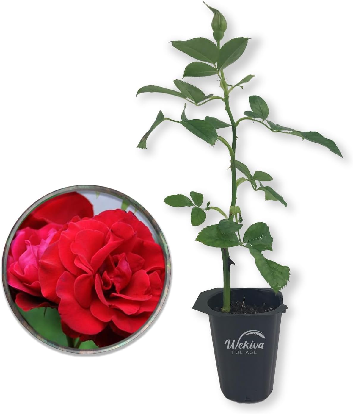 Amazon.com : Red Don Juan Rose Bush Live Starter Plant, Fragrant Red ...