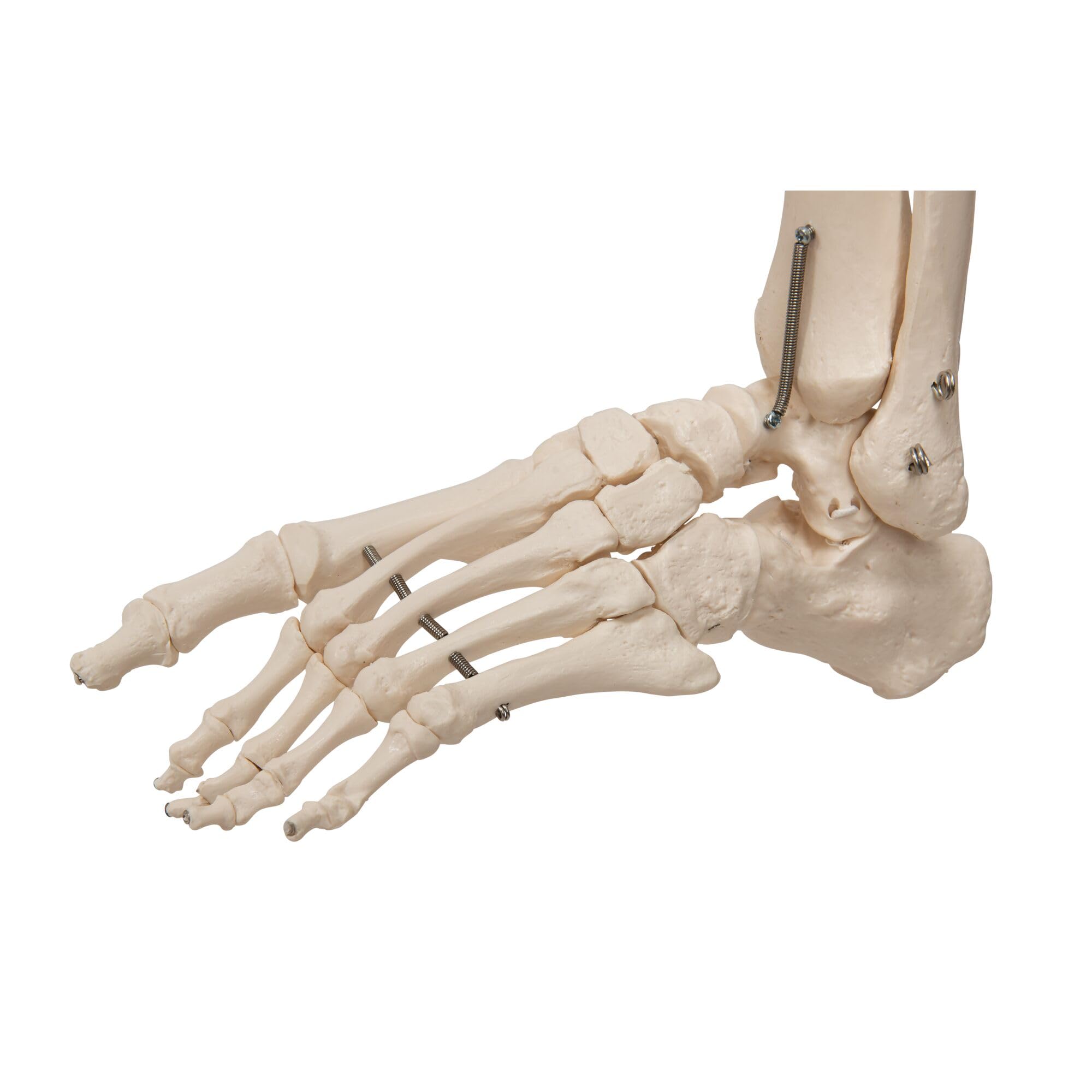3B Scientific naukowa ludzka anatomia szkielet model Phil - fizjologiczny, na wieszaku A15/3 darmowe oprogramowanie anatomiczne - 3B Smart Anatomy