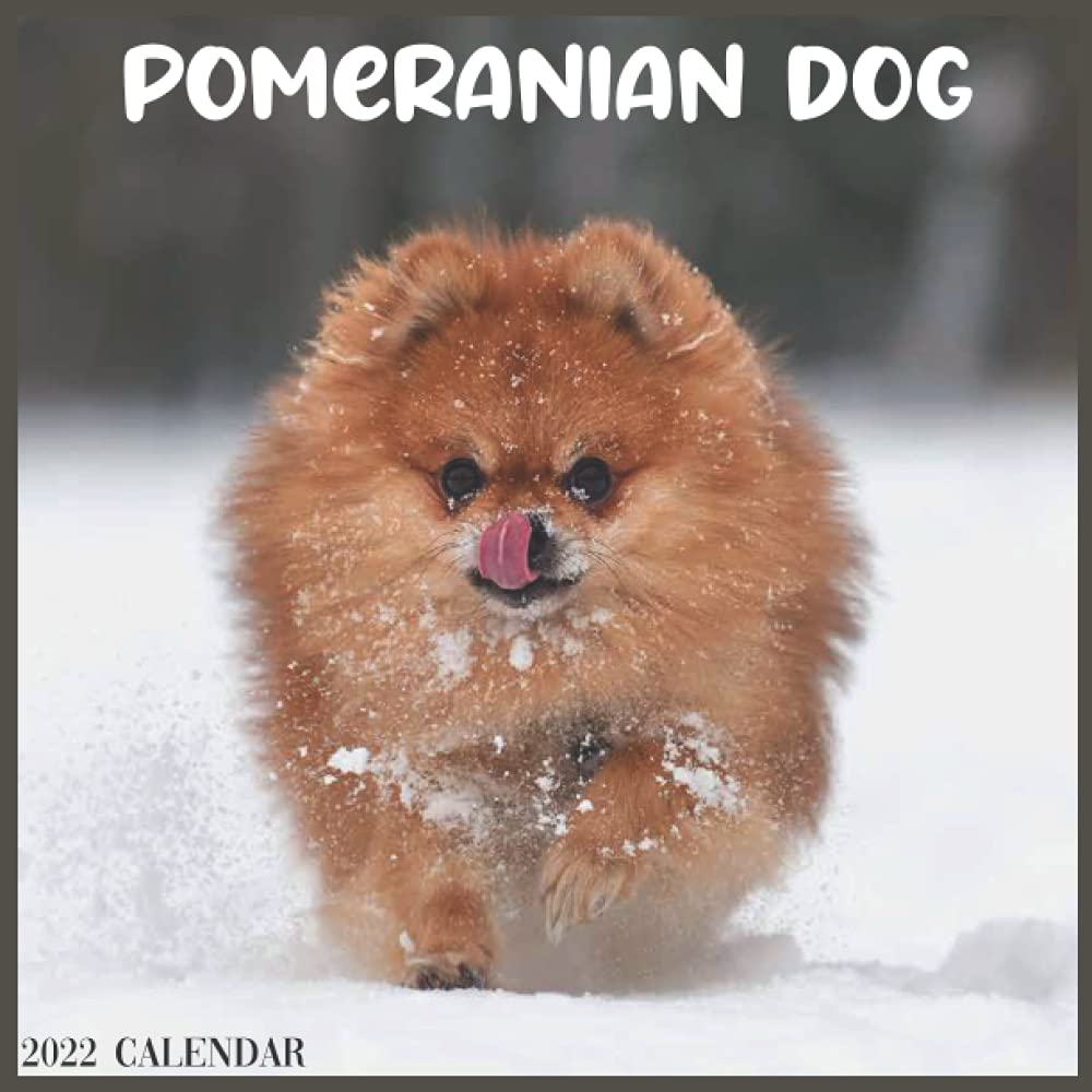 Pomeranian Dog 2022 Calendar: Official Pomeranian Dog Breed 2022 Calendar 16 Months