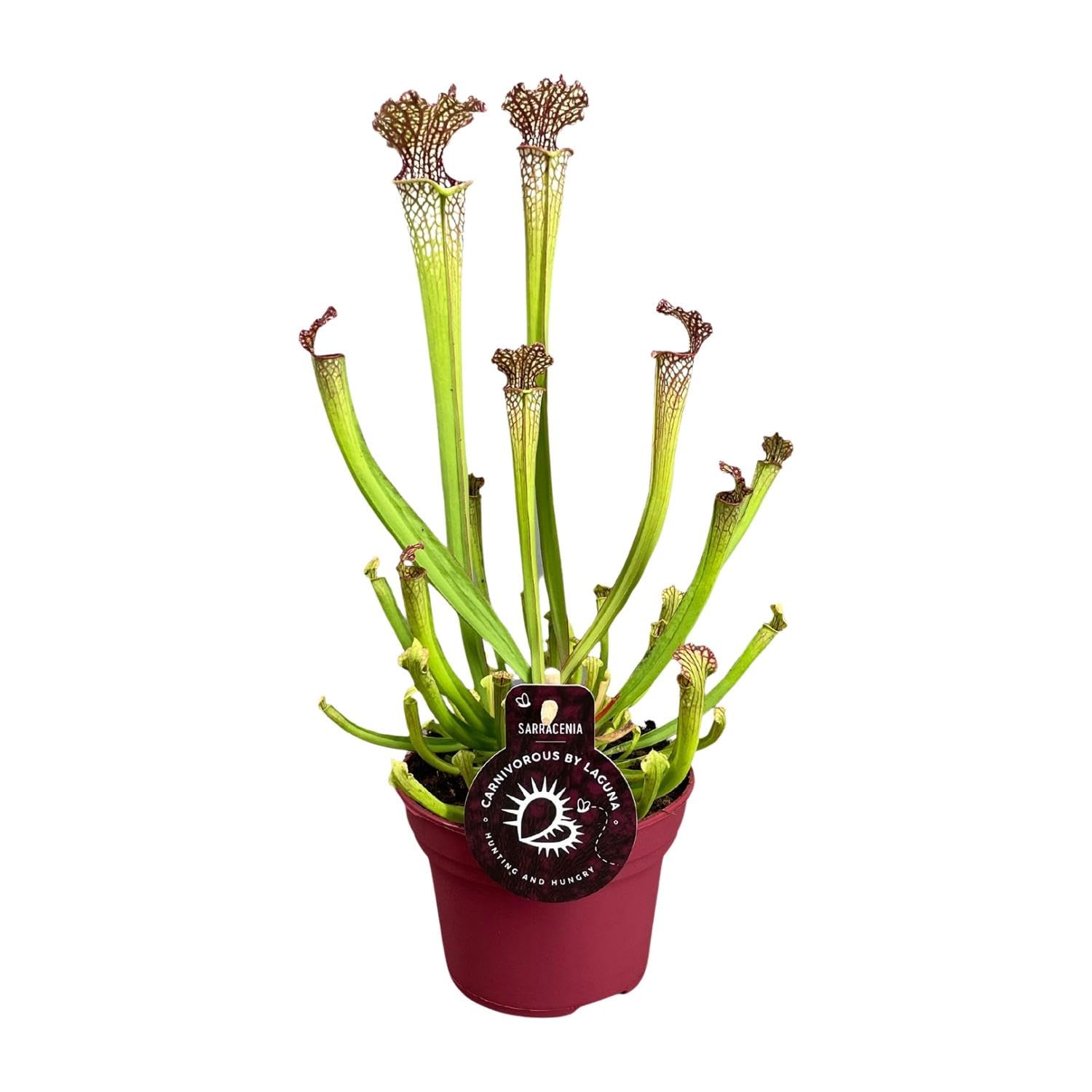 Sarracenia farnhamii - 30-40cm - Ø12cm - Plante d'intérieur - Vert persistant