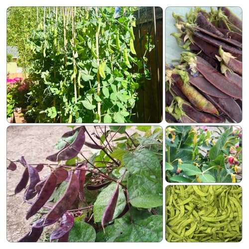 guisante de nieve - tirabeque semillas de hortícolas semillas de invierno resistentes interior jardín 550pcs
