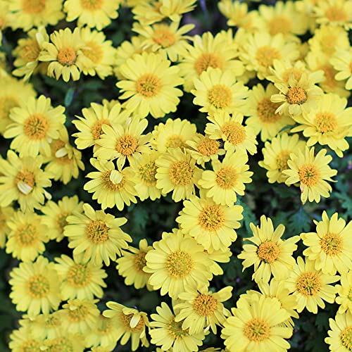 Bodendecker Gelbe Blüten Winterhart Die 15 besten Produkte im