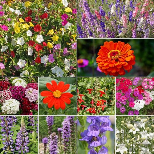Image of Ferry-Morse Hummingbird Bulk Wildflower Seeds, 148,000+, 1 lb