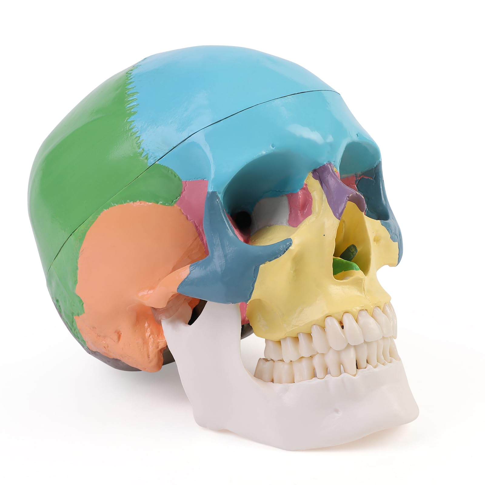 ERWEY Crâne Anatomique Humain Coloré, Taille Réelle, Modèle d'Anatomie, 3 Parties, Etudes et formation médicales, Modèle de crâne