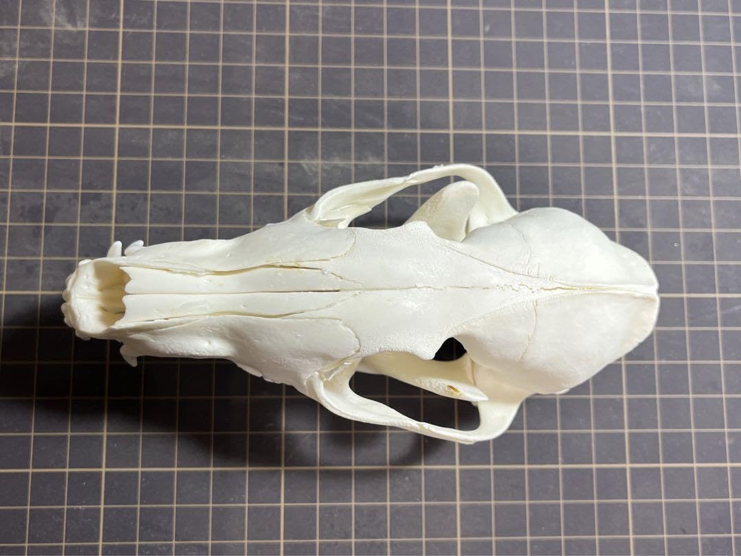 Amazon.co.jp: キツネ 頭骨 頭蓋骨 骨格標本 : おもちゃ