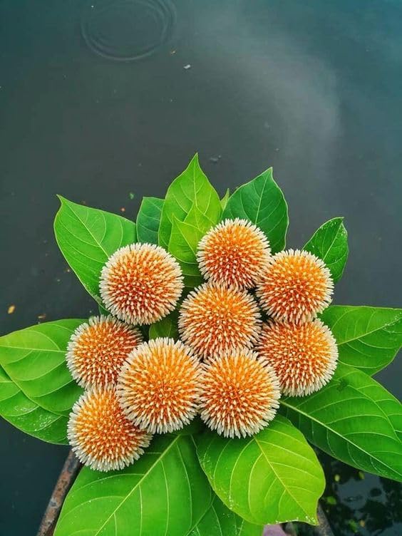 Real Live Kadam/Kadamb Beautiful & Charming Flower Herbal Plant - (1 Healthy Live Plant with Black plastic Pot) (B0CY96VFGM) Amazon Price History, Amazon Price Tracker