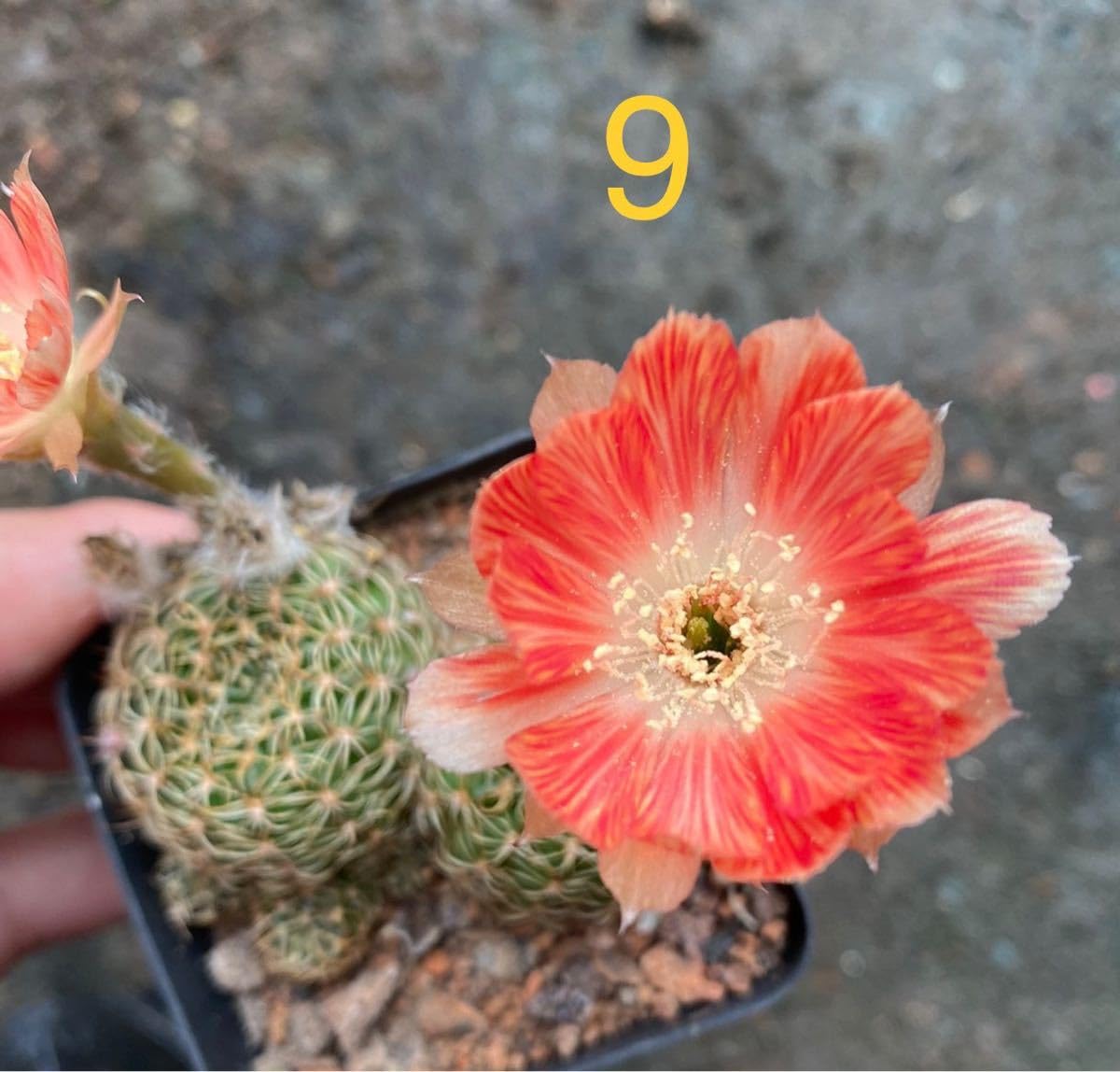 Amazon.co.jp: レア 花サボテン 交配種 ロビビア 抜き苗 D9 : DIY