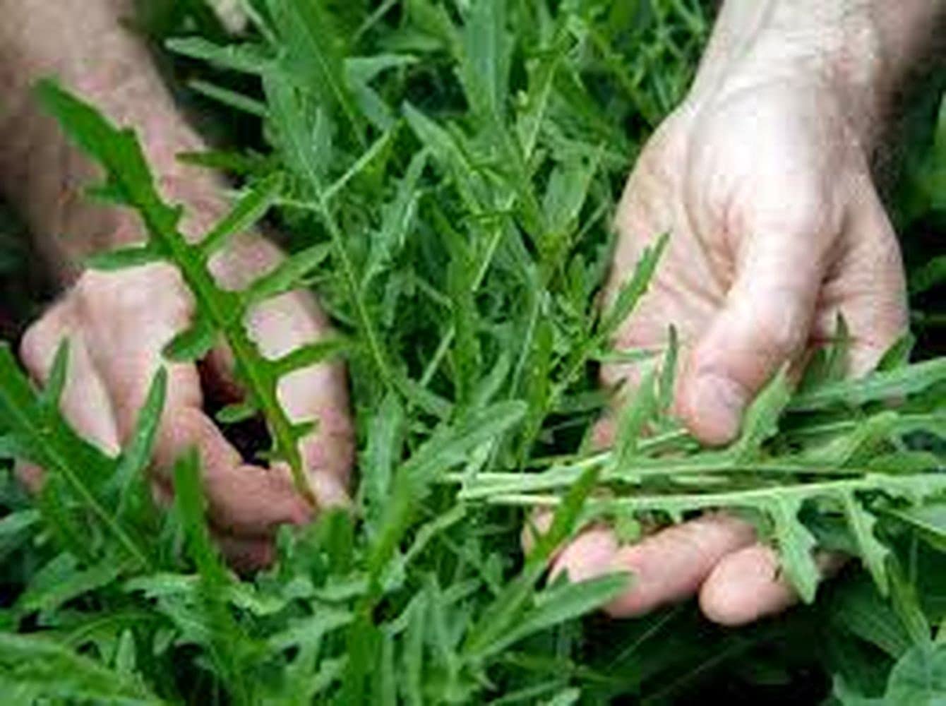 PLANTOGALLERY Rocket Microgreen Salad Leaf Organic Seeds (B09B2MPKJB) Amazon Price History, Amazon Price Tracker