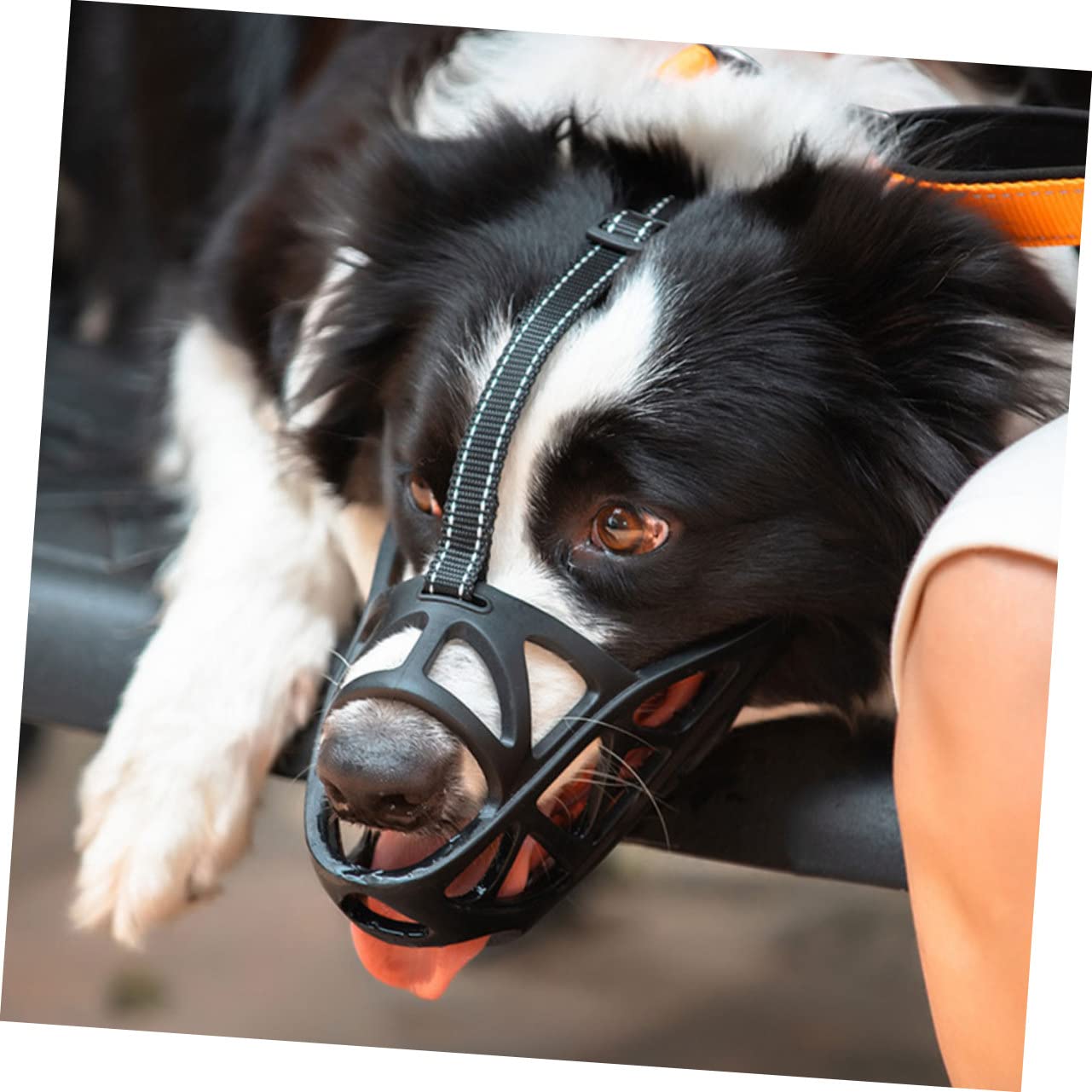 ABOOFAN 3pièces Muselière Ajustable pour Chien Bouche Anti-aboiements Et Morsures Confortable Et Respirante pour Petits Et Moyens Chiens