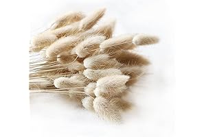 100 Pcs Natural Dried Lagurus ovatus, Boho Home Decor Bouquet, Dried Bunny Tails Pampas