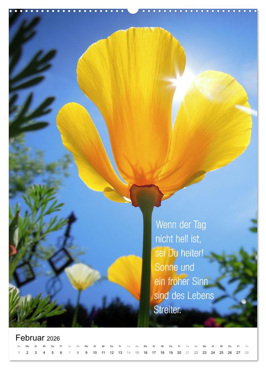 Licht Farbe Natur (hochwertiger Premium Wandkalender 2026 DIN A2 hoch), Kunstdruck in Hochglanz: Poetischer Kalender für lichte Momente (CALVENDO Natur)