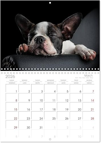 Miniatura 7 de Boston Terrier de colores 2022 (calendario mensual de pared 2024 11.7 x 16.5 pulgadas (abierto), calendario de 14 meses CALVENDO
