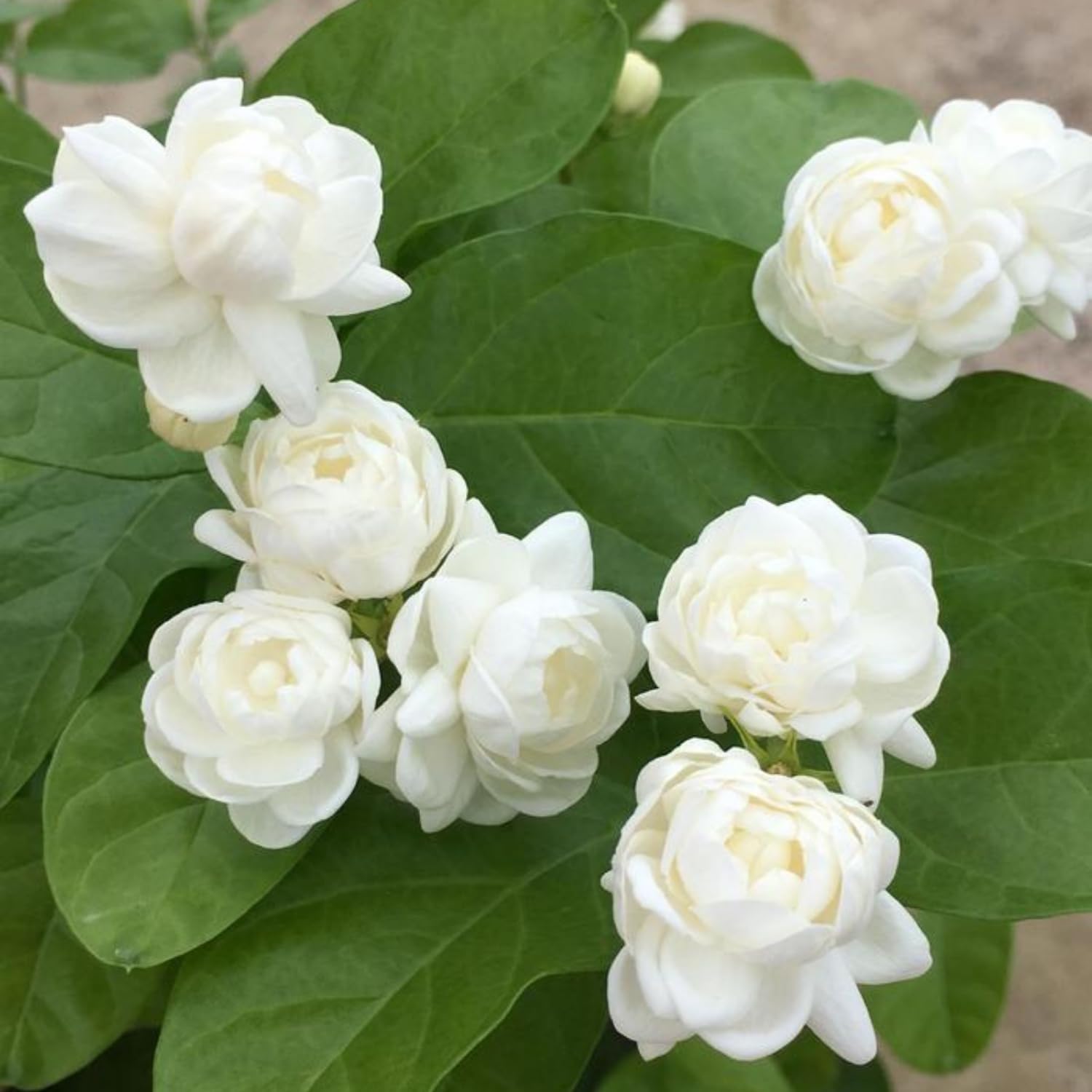 Amazon.com : 2 Mixed Jasmine Plants Live 4 to 7 Inches Assorted