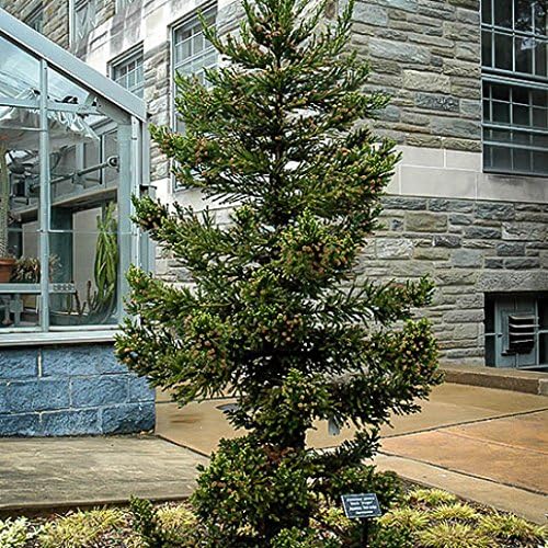 Miniatura 3 de Black Dragon Cryptomeria Tree (cedro japonés) - Planta de inicio (7L) (1 planta viva)
