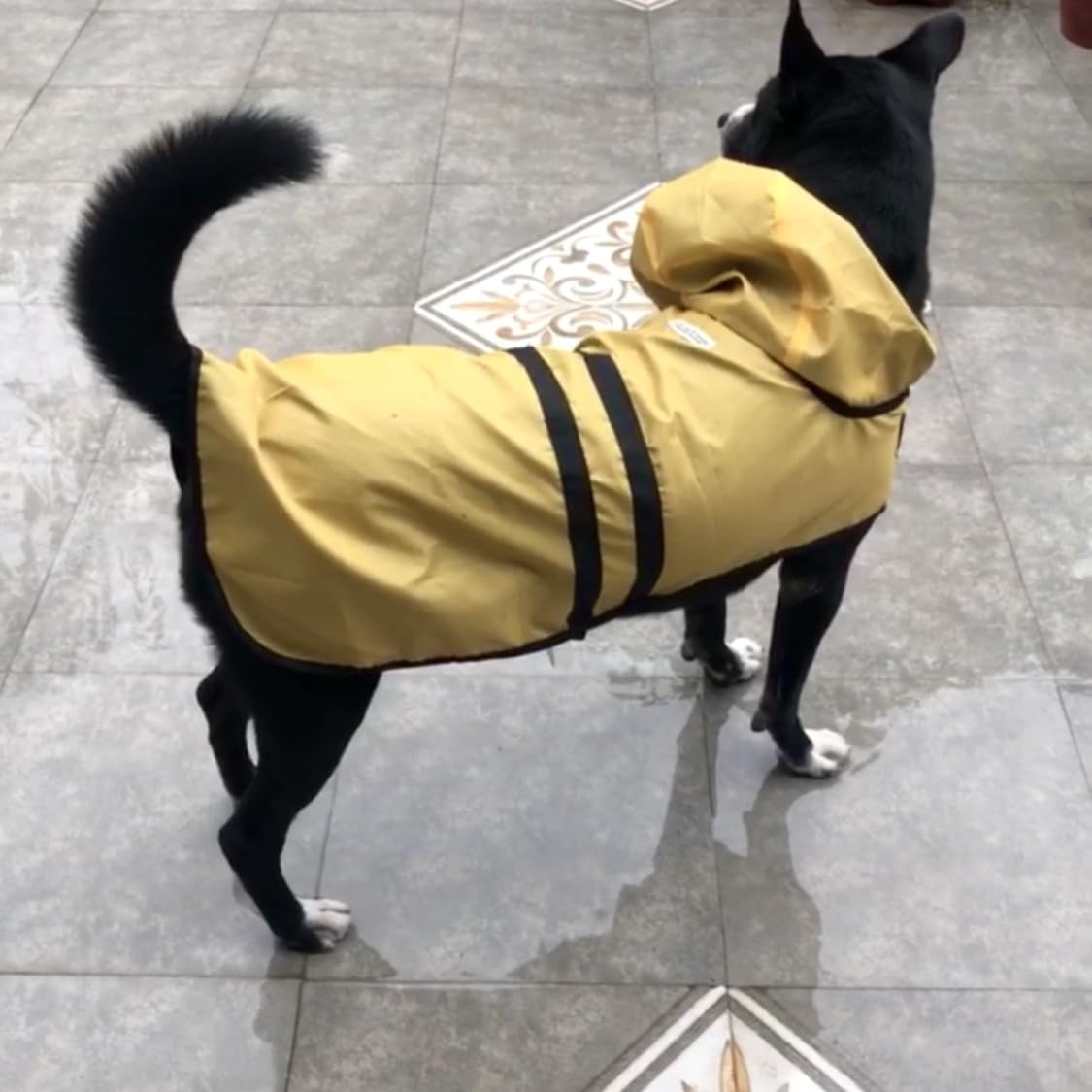 That Dog In Tuxedo Pawddington Dog Raincoat with Hoodie - Ochre Yellow (Size - 26) 3