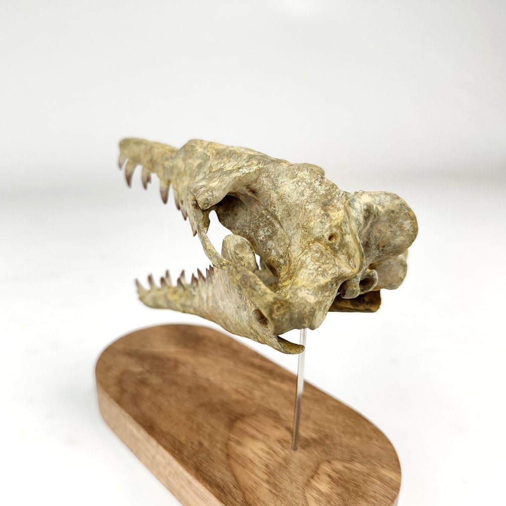 1/10 Drachenwal-Schädel-Skalenmodell Dinosaurier-Statue Harz Dinosaurier-Schädel-Fossil-Replik Skelett-Skulpturen
