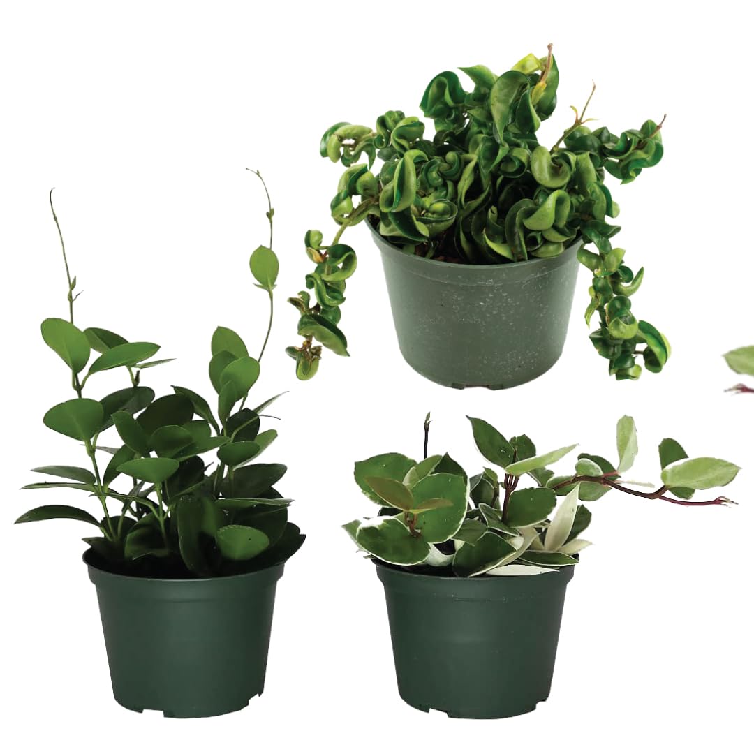 American Plant Exchange Hoya 3-Pack