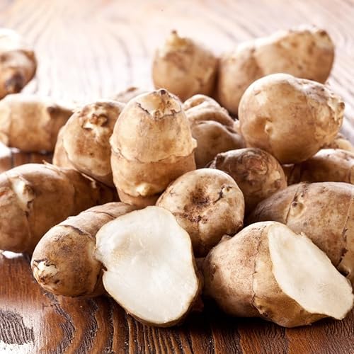 Miniatura 4 de Tubérculos de alcachofa de Jerusalén de 8 onzas para plantar, bombillas de rizomas de choque de alto rendimiento para plantar, jardinería resistente