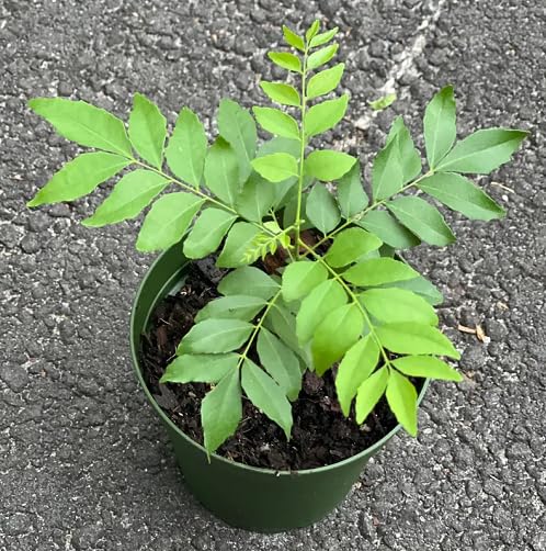 80Pcs Green Curry Leaf Plant Seeds