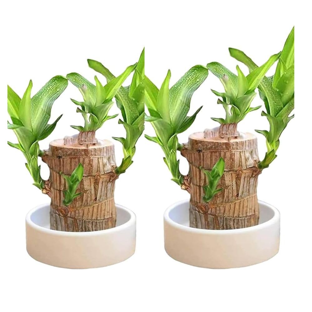 See full amazon price history chart for Dishita Go Green Lucky Brazil Wood Potted Plant | Pack of 2 | Indoor Live Lucky Plant | Brazilian Wood Plant for Living Room, Feng Shui Plant Dishita Go Green Lucky Brazil Wood Potted Plant | Pack of 2 | Indoor Live Lucky Plant | Brazilian Wood Plant for Living Room, Feng Shui Plant (B0DHC8YK22) Amazon Price History, Amazon Price Tracker