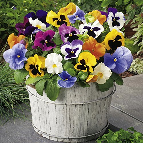 OhhSome Flower Seeds : Pansy F1 Mix Flower Seeds - For Winter Sowing - Eco (B07WJ9Q83N) Amazon Price History, Amazon Price Tracker