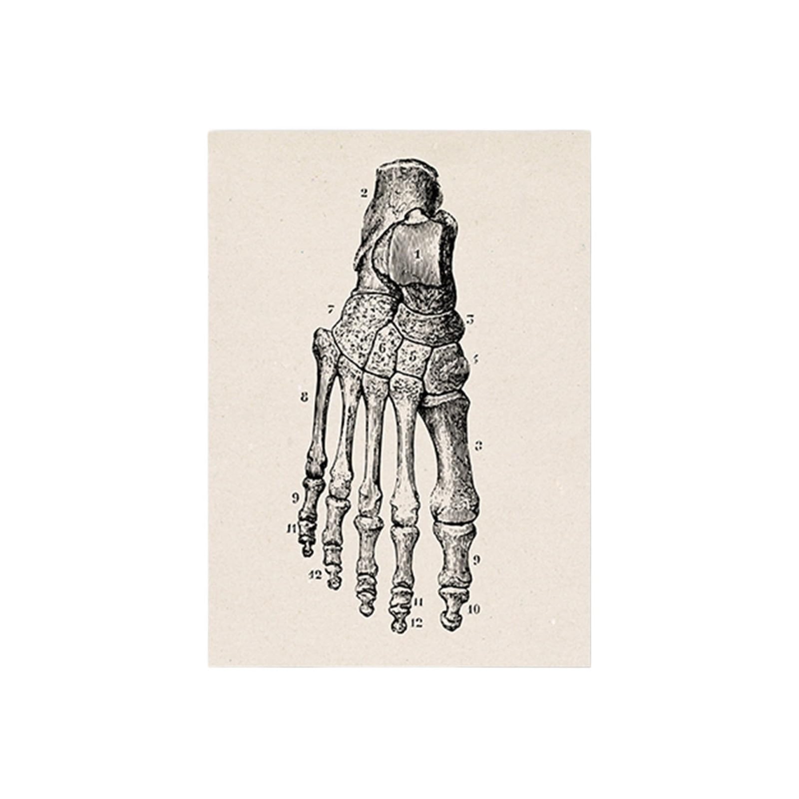 Affiche anatomie humaine vintage 50x70cm, impression sur toile médicale pour cabinet chic