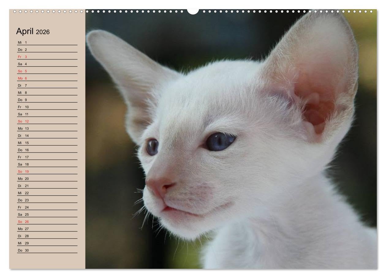 Siamkatzen - Kleiner Frechdachs mit Familie (Wandkalender 2026 DIN A2 quer), CALVENDO Monatskalender: Siamkätzchen `Moneypenny` mit der gesamten Katzenfamilie (CALVENDO Tiere)
