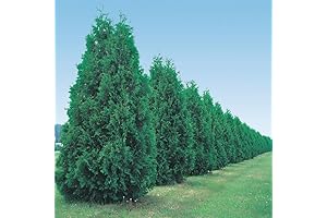 40 Thuja Green Giant Seedlings: Transform Your Landscape