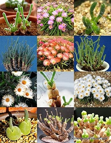 Semillas suculentas - Exotic PLEIOSPILOS Mix Suculent Cactus Mixed Living Stones Semilla 15 semillas